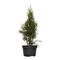 THUJA SMARAGD Lebensbaum Immergrün, Heckenpflanze, 50 CM