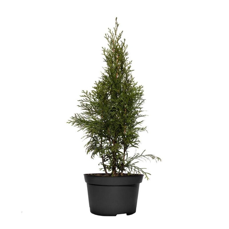 THUJA SMARAGD Lebensbaum Immergrün, Heckenpflanze, 50 CM
