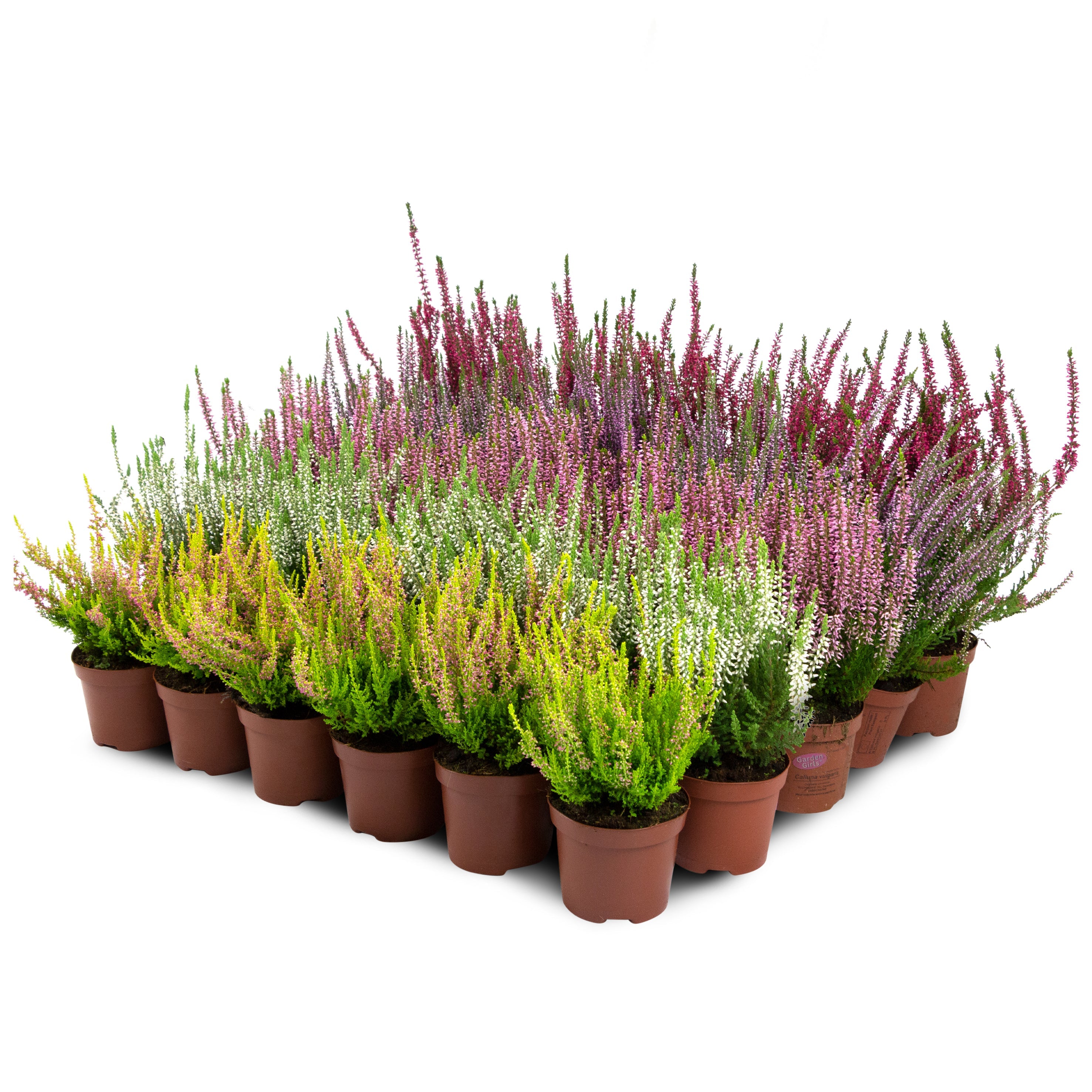 Besenheide MULTIPACK 30 Stück, Sommerheide, Heidekraut, Calluna Vulgaris - MIX
