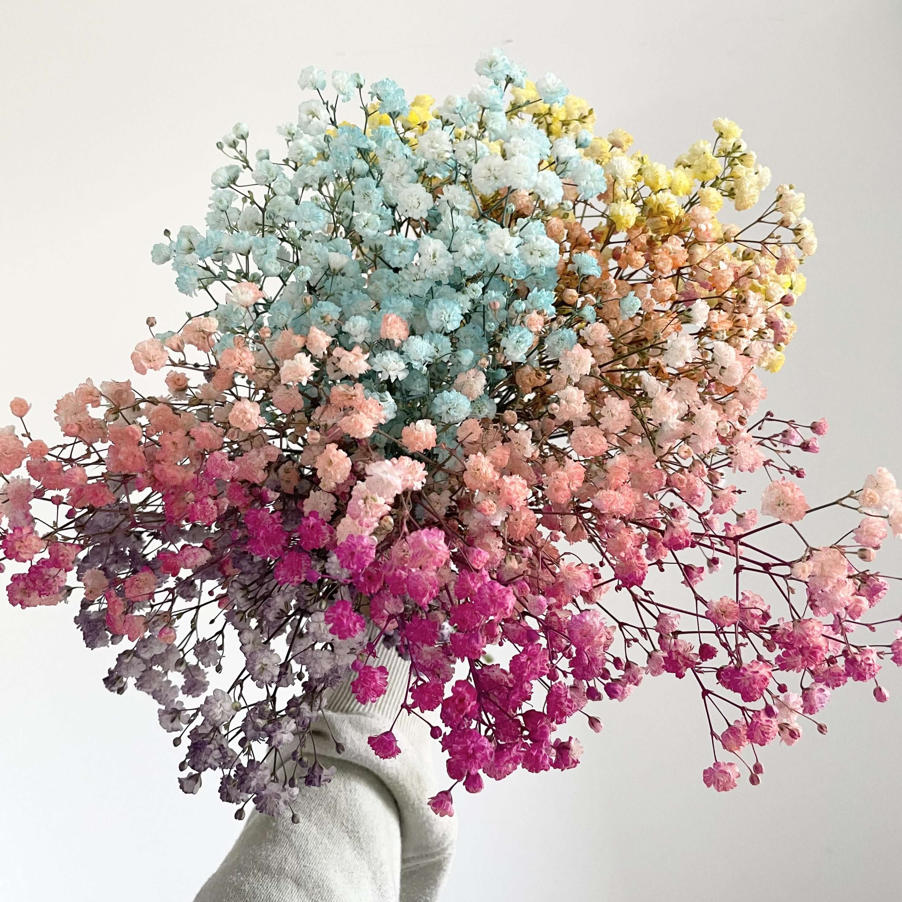 Baby's Breath - Letterbox / Rainbow