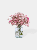 Baby's Breath - Supersize / Pink + White