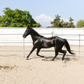 Equestrian Sand - 50 Mini Bags