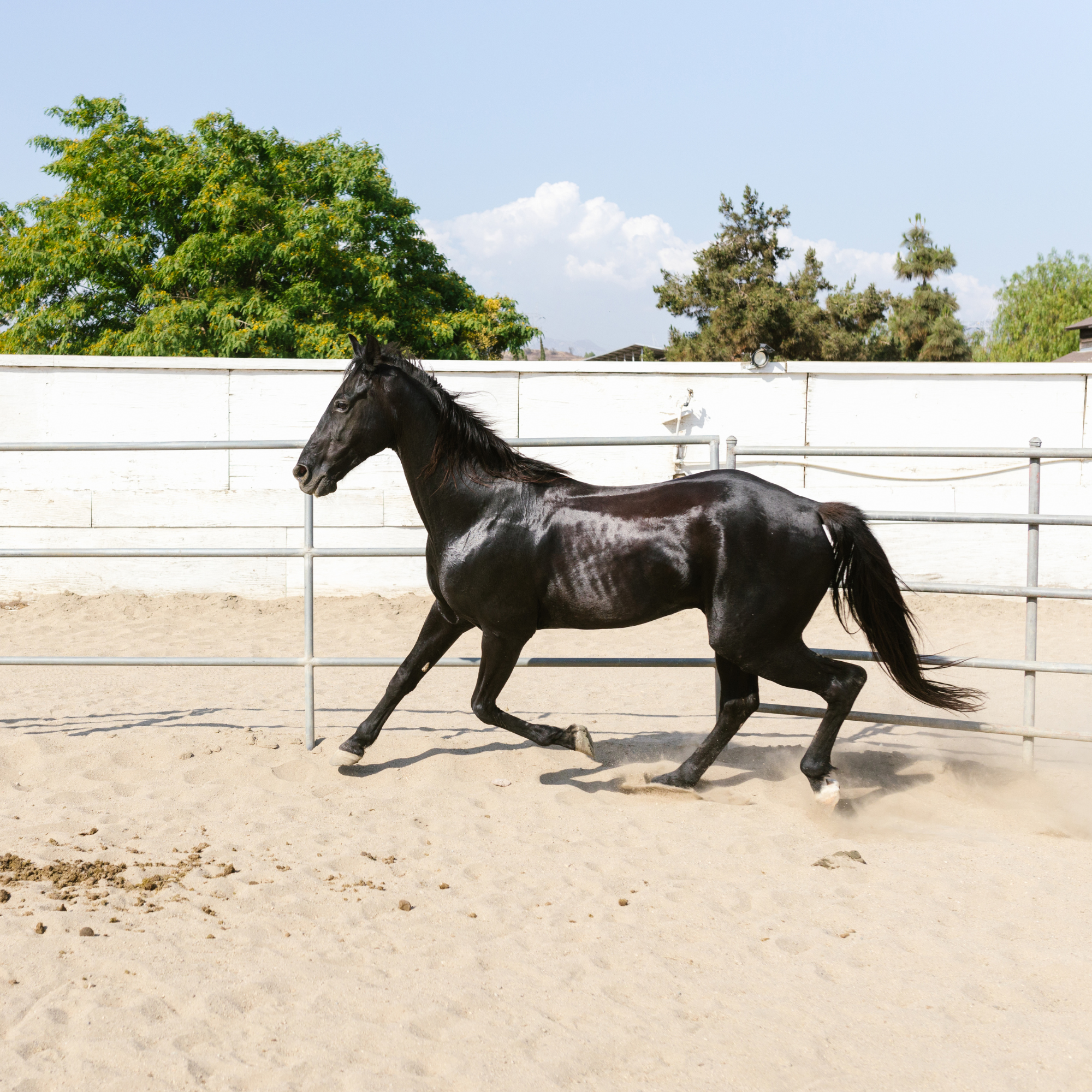 Equestrian Sand - Bulk Bag