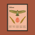 Falcon Fun Facts Print - 12x16" / Black Frame