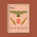 Falcon Fun Facts Print - 18x24" / Natural Frame