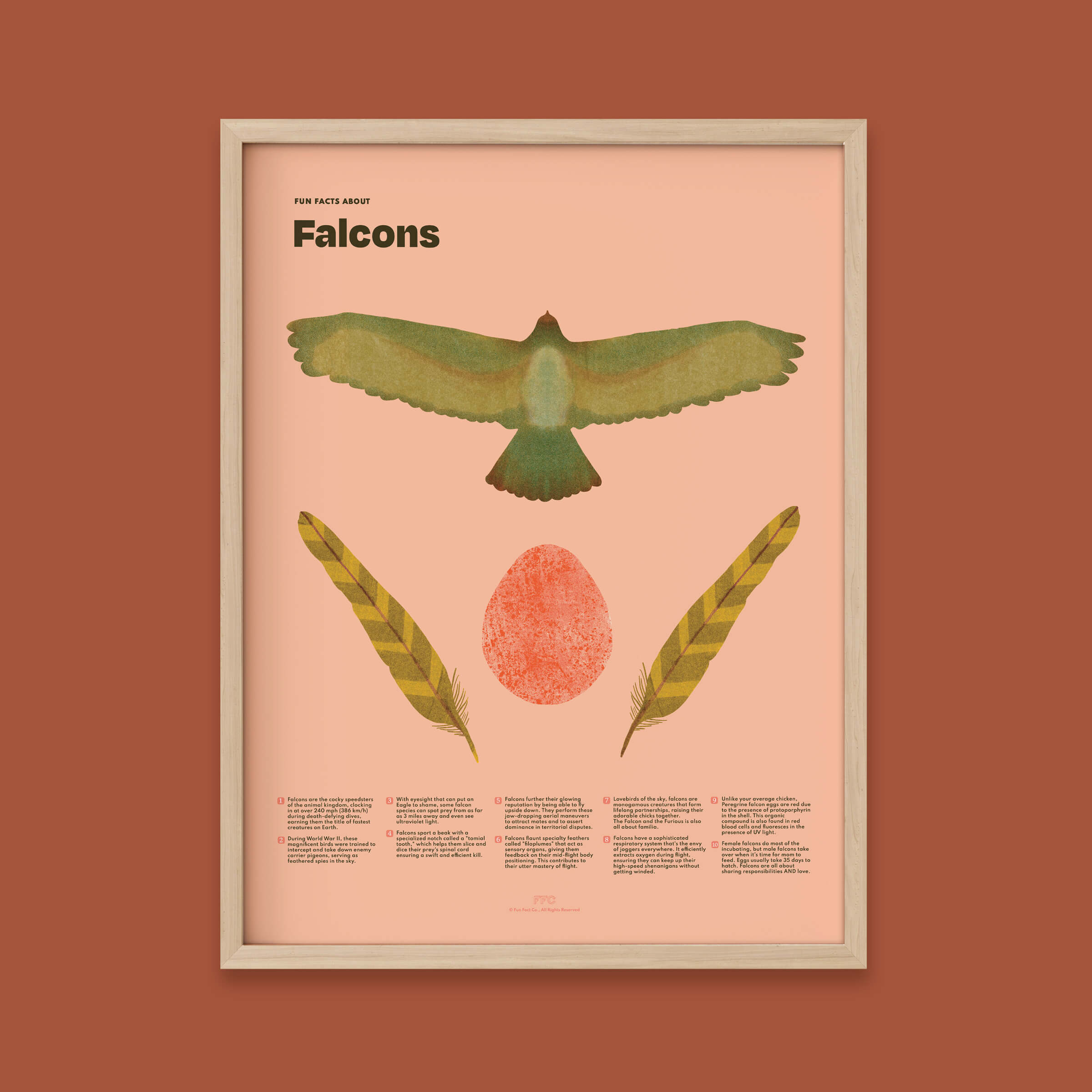 Falcon Fun Facts Print - 24x36" / Natural Frame