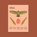 Falcon Fun Facts Print - 24x36" / Unframed