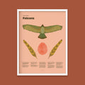 Falcon Fun Facts Print - 12x16" / White Frame