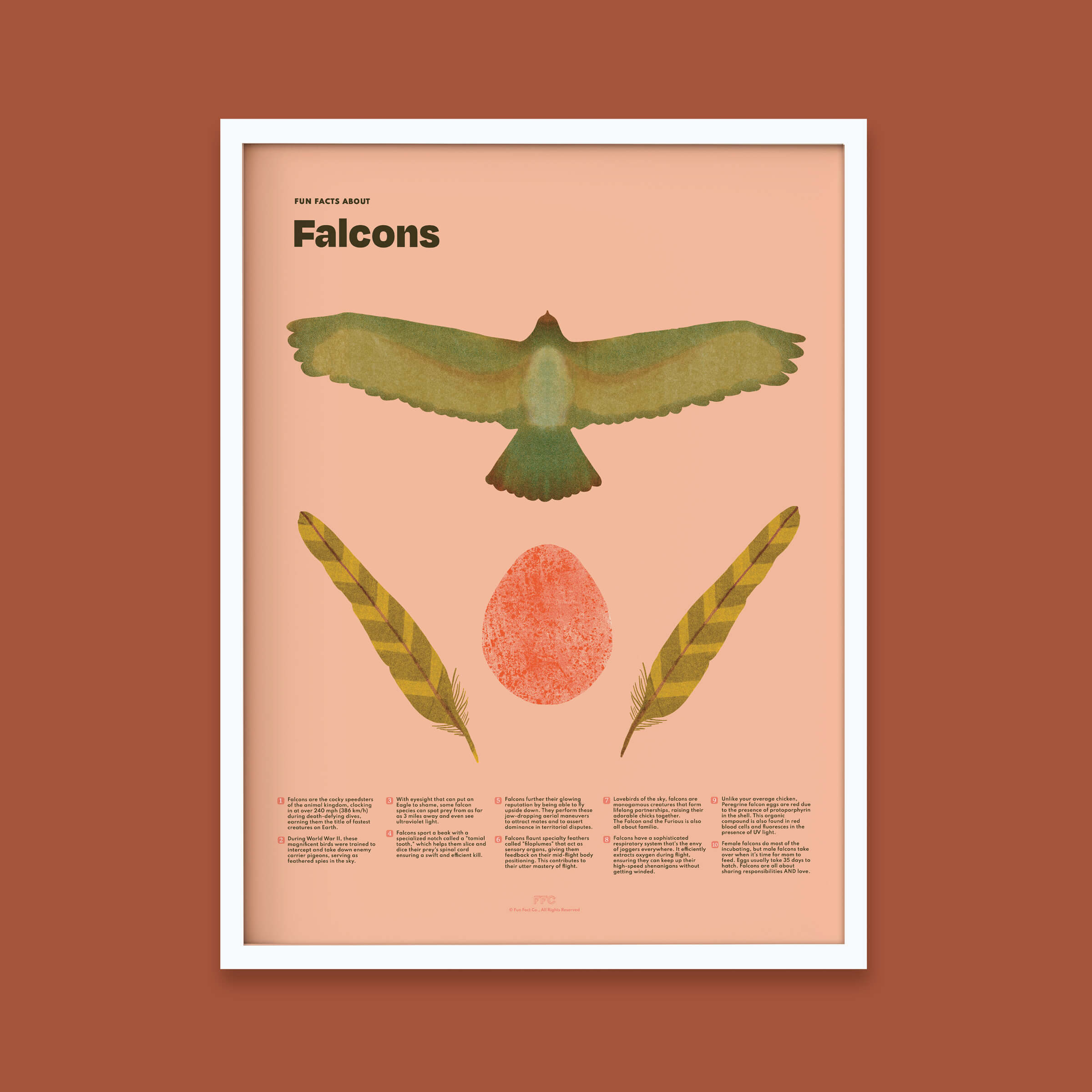 Falcon Fun Facts Print - 12x16" / White Frame