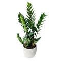 Emerald Palm