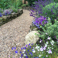 20mm Trent Valley Gravel - 50 Mini Bags / Multi