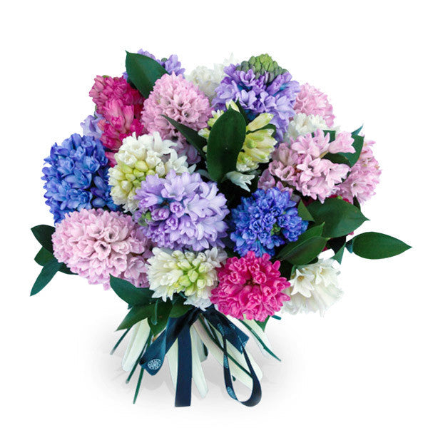Hyacinth Dream - Standard