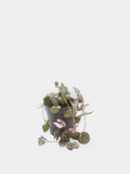 String of Hearts Plant (Ceropegia Woodii) - Potted