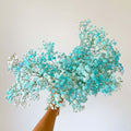 Baby's Breath - Letterbox / Blue + White