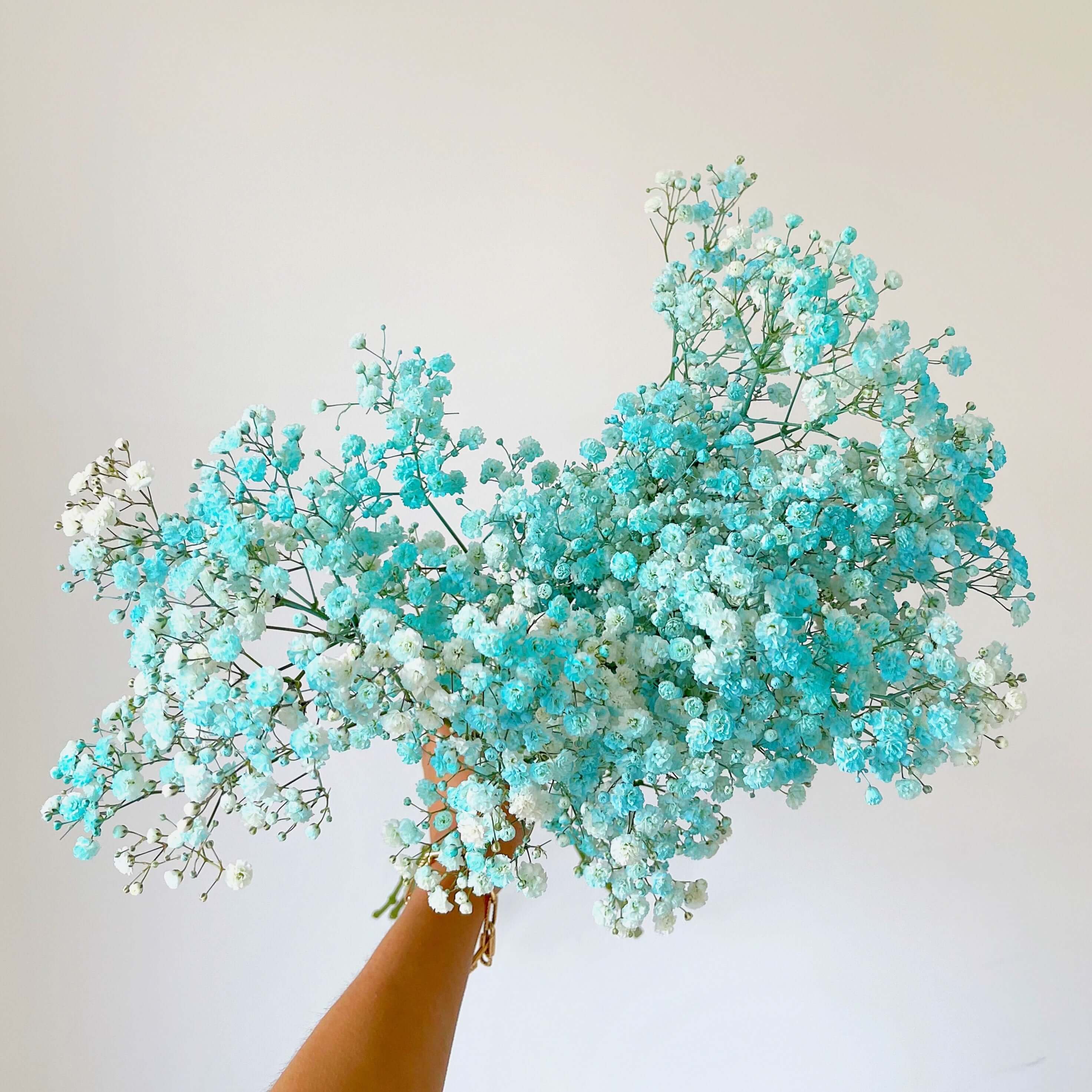 Baby's Breath - Letterbox / Blue + White