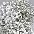 Baby's Breath - Letterbox / Just White