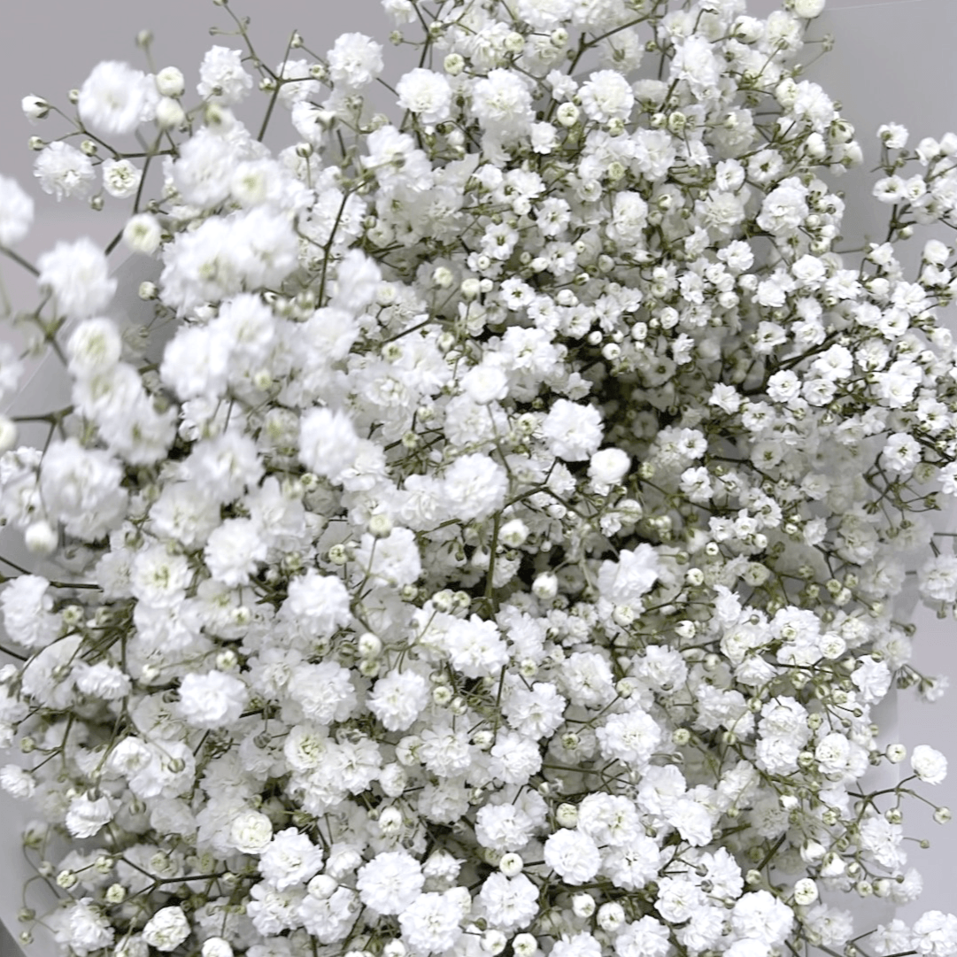 Baby's Breath - Letterbox / Just White