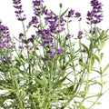 ECHTER LAWENDEL Lila- Lavandula angustifolia