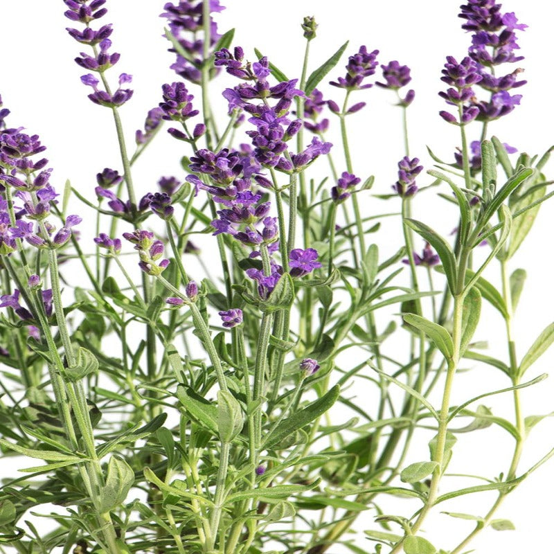 ECHTER LAWENDEL Lila- Lavandula angustifolia Pakett 30 Stück