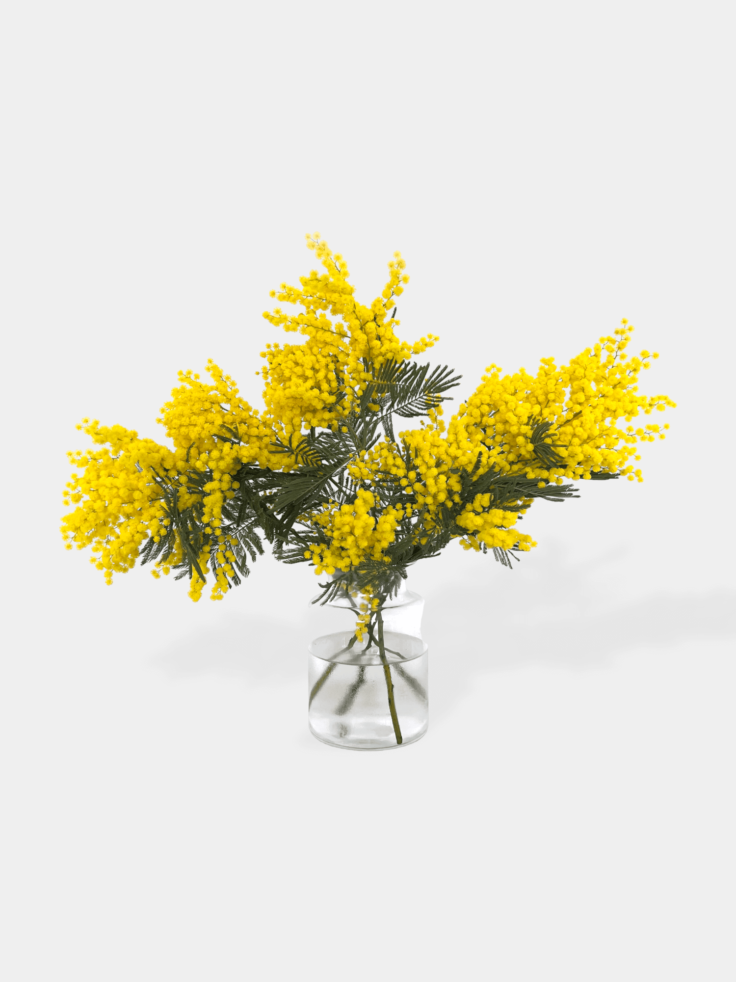 Mimosa Bunch - Regular (Letterbox Friendly)