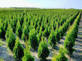 THUJA Smaragd Lebensbaum Immergrün im Topf, Setzlinge 20-25 cm, 50 Stück