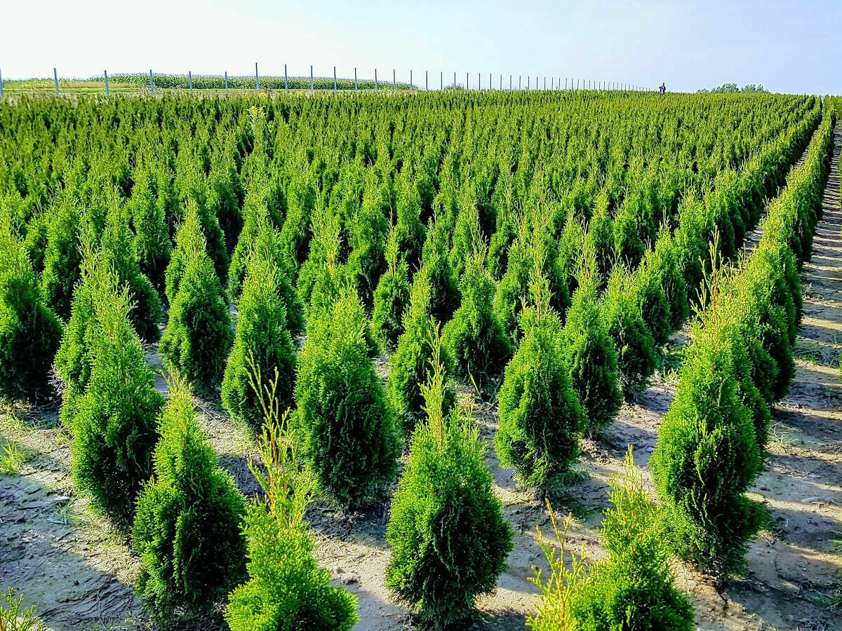 THUJA Smaragd Lebensbaum Immergrün im Topf, Setzlinge 20-25 cm, 50 Stück