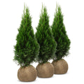 Thuja SMARAGD, Lebensbaum Heckenpflanze 140 - 150 cm - 20 Stk.