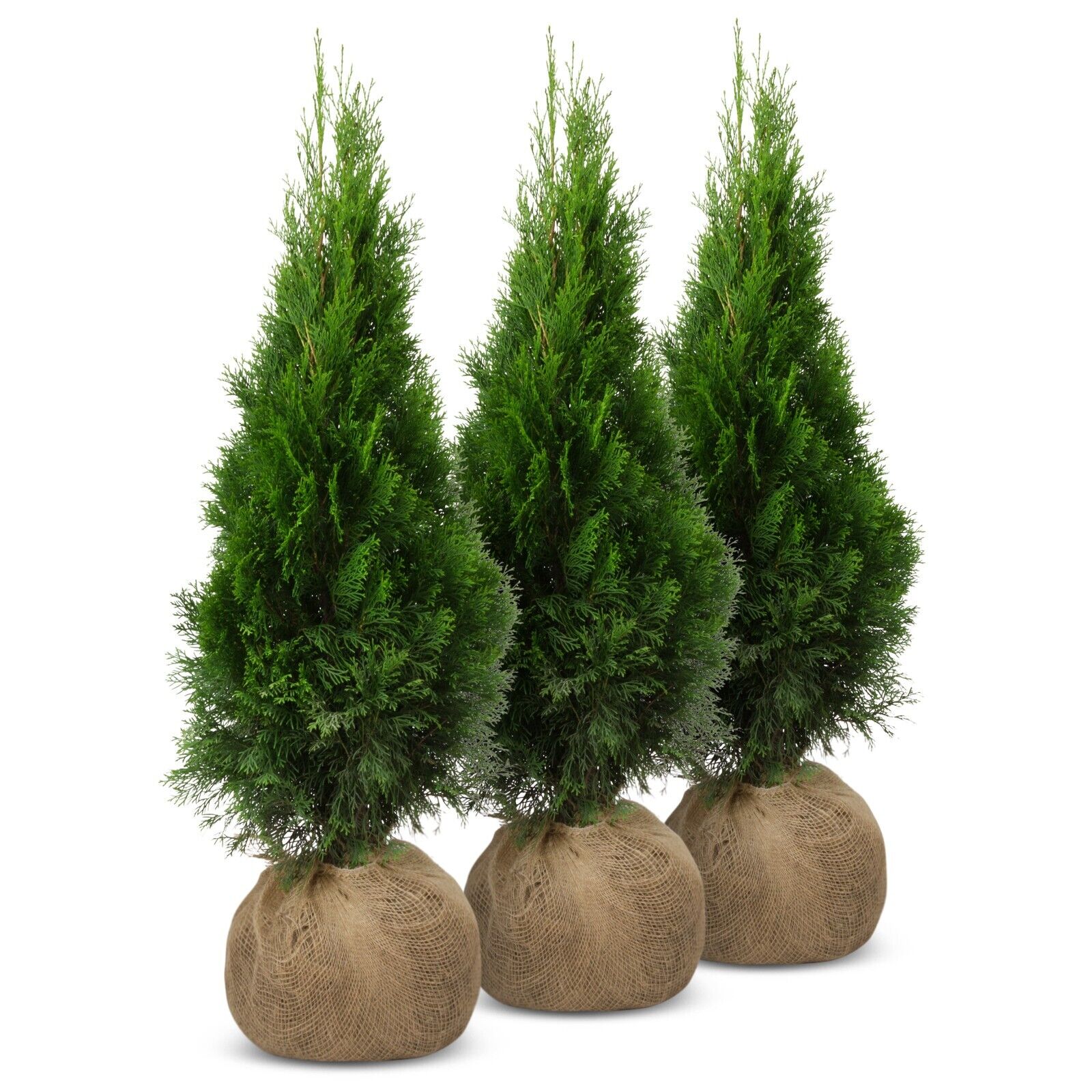 Thuja SMARAGD, Lebensbaum Heckenpflanze 140 - 150 cm - 20 Stk.