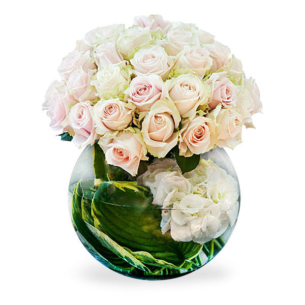 Primrose - Standard