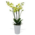 Medium Phalaenopsis Orchid - Lime