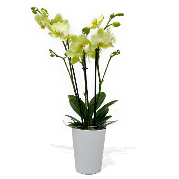 Medium Phalaenopsis Orchid - Lime