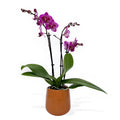 Medium Phalaenopsis Orchid - Purple