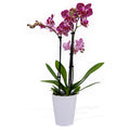 Medium Phalaenopsis Orchid - Pink
