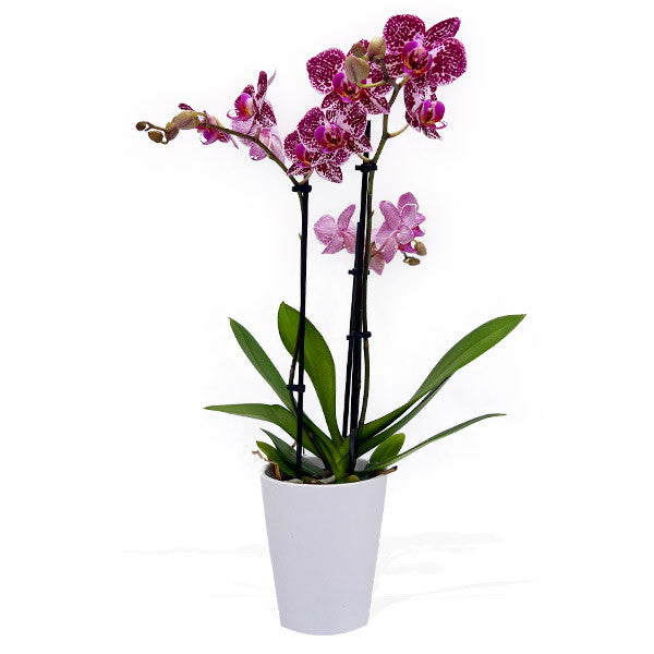 Medium Phalaenopsis Orchid - Pink
