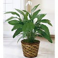 Spathiphyllum Plant