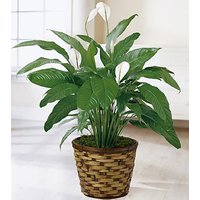 Spathiphyllum Plant