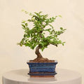 Bonsai Tree