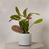 Maranta with Pot