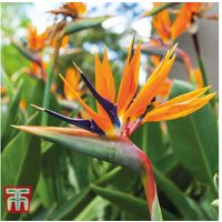 Enchanting Strelitzia Bird Of Paradise Plants - Exotic Flowering Perennial | Wowcher