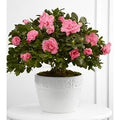 Vibrant Sympathy Planter
