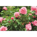 Miniature Patio Roses - Flowering Bare Root Plants, 40cm Stems, Mixed Colours | Wowcher