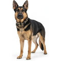 Warlord Studded Collar for German Shepherd - M