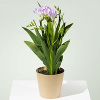 Freesia Plant