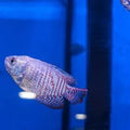 Blue Neon Dwarf Gourami - Blue Neon Dwarf Gourami