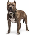 Guardian Kings Studded Collar for American Bully - S
