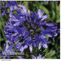 Agapanthus 'Ever Sapphire' - Repeat-Flowering Blue Lily, 9cm Pots (1-3 Plants) | Wowcher