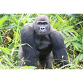 Digital Animal Adoption with Entry to Port Lympne Reserve and Truck Safari for Two | Wowcher