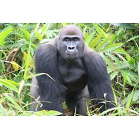 Digital Animal Adoption with Entry to Port Lympne Reserve and Truck Safari for Two | Wowcher