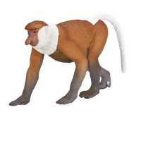 Proboscis Monkey