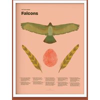Falcon Fun Facts Print